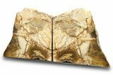 Tall, Colorful Petrified Wood Bookends - Washington #274868-1